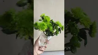 Thumbnail: Beautiful green flowers in a vase #shorts #flowers