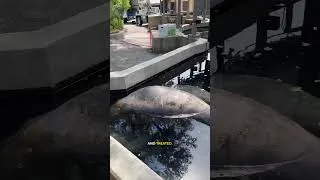 Thumbnail: This is the ZooTampa Manatee Critical Care Center Behind-The-Scenes Tour