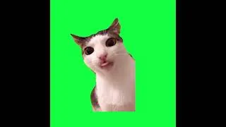 Thumbnail: Crunchy Luna cat meme full extended