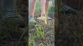 Thumbnail: Too Fat to Frolic