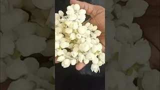 Thumbnail: ஒரு மாசம் ஆனாலும் பூ வாடவே வாடாது #shorts #tending #viral #flowers