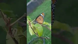 Thumbnail: butterfly | beautiful butterfly | youtube | youtube shorts | #youtube #shorts #butterfly