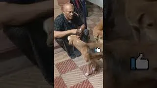 Thumbnail: Feeding Food For Street Dogs | Good Business Ideas In Telugu