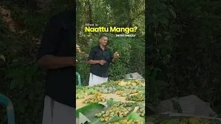 Thumbnail: what qualifies as a #native mango 🥭