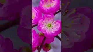 Thumbnail: Time Lapse Flowers Blooming | Goodful