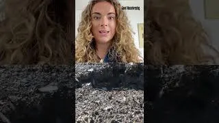 Thumbnail: Flying Ant Day is coming: how to prepare your home for the airborne invasion
