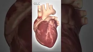 Thumbnail: The Best Heart Protecting Food