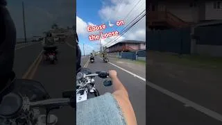Thumbnail: Riding Hawaii With My Favorite Passenger 🌴🏍️