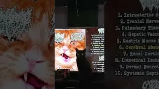 Thumbnail: Cat sings goregrind (feat. Abigail) #goregrind #cat #kitties
