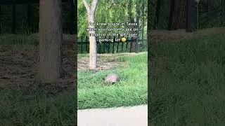 Thumbnail: You know you are in Texas when you see a random armadillo in the @KrogerCo parking lot 😆