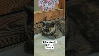 Thumbnail: kittens World #alanya #sololeveling #kitten #turkey #travel
