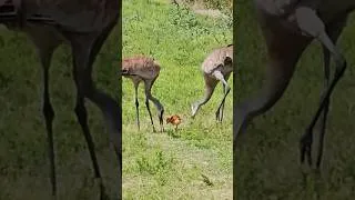 Thumbnail: Baby sandhill Crane at celery fields.