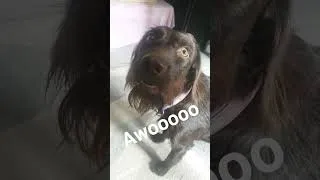 Thumbnail: Goose goes awoooo
