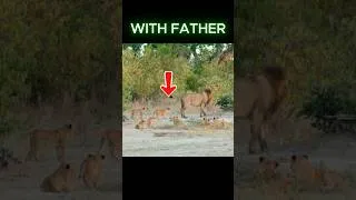 Thumbnail: Lion Cubs Acting Different With Dad vs Mom 🦁 #lion #wildlife #shorts #subscribe