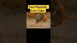 Thumbnail: Two Adorable Lion Cubs Playfully Wrestling in the African Savannah #wildlife #shorts #subscribe
