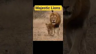 Thumbnail: Majestic Lions in the Wild | Two Males Lead, Cub Plays Behind #wildlife #shorts #subscribe  #animals