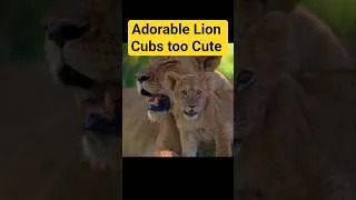 Thumbnail: These Adorable Lion Cubs are way too cute #lioncubs #animals #shorts  #subscribe  #wildlife