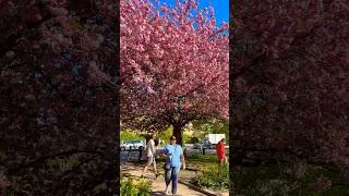 Thumbnail: Copenhagen  cherry blossom 🌸