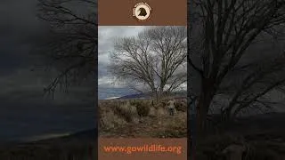 Thumbnail: Bald Eagle False Alarm #baldeagle