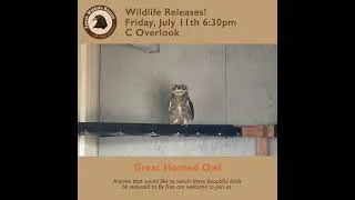 Thumbnail: Wildlife Releases!