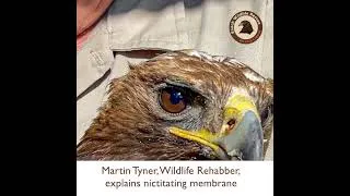 Thumbnail: Eagle Eye Goggles #eagle #birdofprey #goldeneagle #wildlife