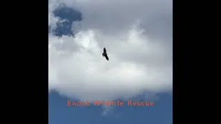 Thumbnail: Golden Eagle Release | April 2025