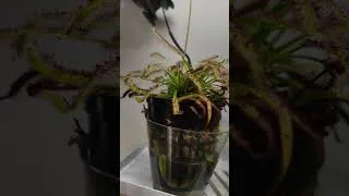 Thumbnail: Plant Collection Update: Butterwort Blooms, Sundew Flowers & New Thai Constellation Growth