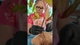 Thumbnail: I Turned 1 Chinese Evergreen Into 5 Plants | Repotting & Propagation