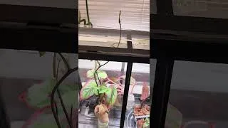 Thumbnail: My Sweet Potato Slip Grew THROUGH the Greenhouse 😅🌱 | Sweet Potato Propagation Gone Wrong