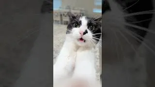 Thumbnail: Trying to cook but your cat is obsessed with you