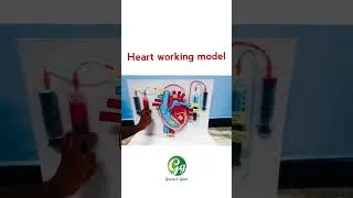 Thumbnail: Heart working model #teachingaids #tlm #schoolproject