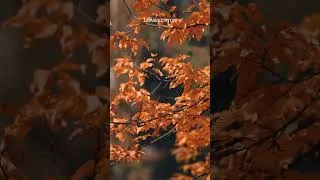 Thumbnail: What does fall mean to you?