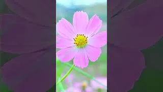 Thumbnail: 아침을 깨우는 부드러운 피아노 소리 #shorts #calm #grasscotton