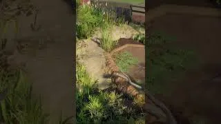 Thumbnail: Relaxing Muskrat Cinematic Tour 🎬 Planet Zoo