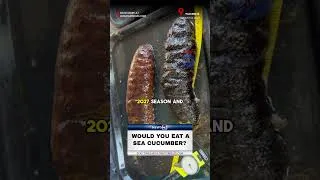 Thumbnail: Would you eat a sea cucumber?
