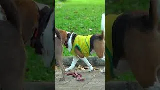 Thumbnail: Relaxing Videos & Music with Nature Sounds to Calm Lonely Dogs #dogentertainment #dogtv