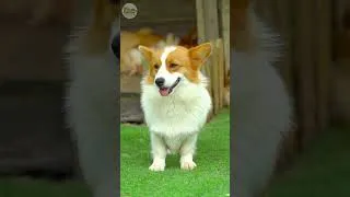Thumbnail: Soothe Anxiety | Calming Music & Videos for Dogs #dogentertainment #dogtv #dogvideoshorts