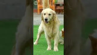 Thumbnail: Calming Nature Sounds to Soothe Anxious Dogs Alone at Home #dogtv #dogvideos #dogentertainment