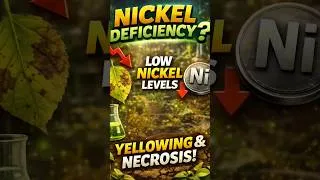 Thumbnail: Nickle Deficiency #shorts #farming #agriculture