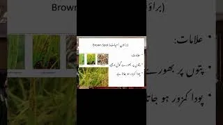 Thumbnail: Brown leaf spot disease in rice crop?