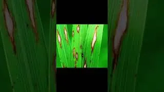 Thumbnail: Major symptoms of rice blast disease in rice crop?