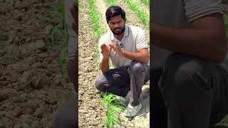 Thumbnail: How Amino Acids use in flood irrigation can enhance crop growth?
