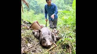Thumbnail: Robert discovered a wild sow give birth to 12 piglets. short video. Green forest life