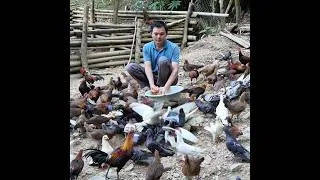 Thumbnail: Robert raises hundreds of wild chickens and pigeons in the mountains. Green forest life