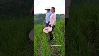 Thumbnail: Robert and Mai visited rice field. short video. Green forest life