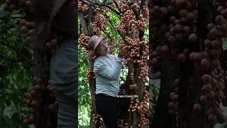 Thumbnail: Mai harvests woody grapes. Green forest life