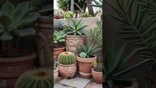 Thumbnail: Decorating with Terracotta Pots & Summer Blooms | Farmhouse Garden Ideas #cozybackyard #garden
