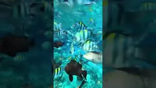 Thumbnail: Under the sea 🐠🪸🪼