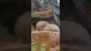 Thumbnail: Sneaky creatures...