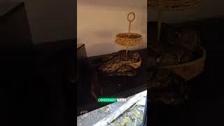 Thumbnail: Update on Stella and her basket... it now sits on top of her cage instead of inside.